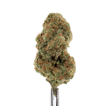 Baccio THCa